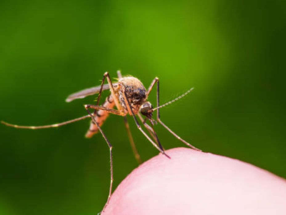 Bug Off!