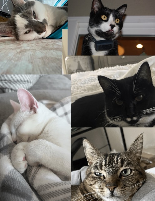 CSArts cats